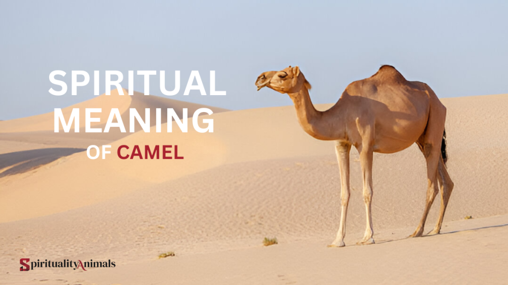 Spiritual Meaning of Camel