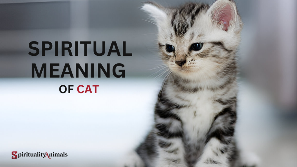 Spiritual Meaning of Cat