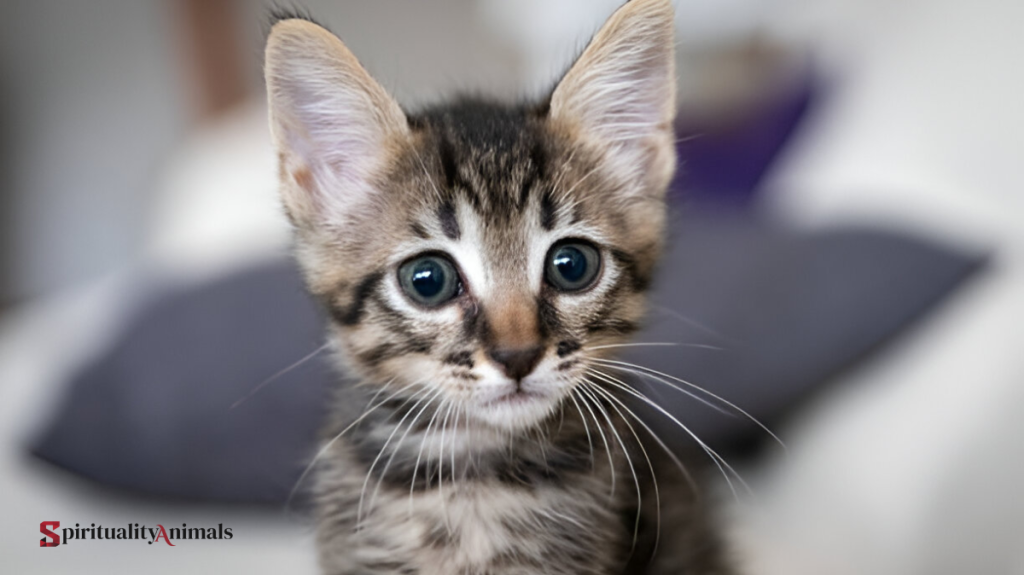 Spiritual Meaning of Cat