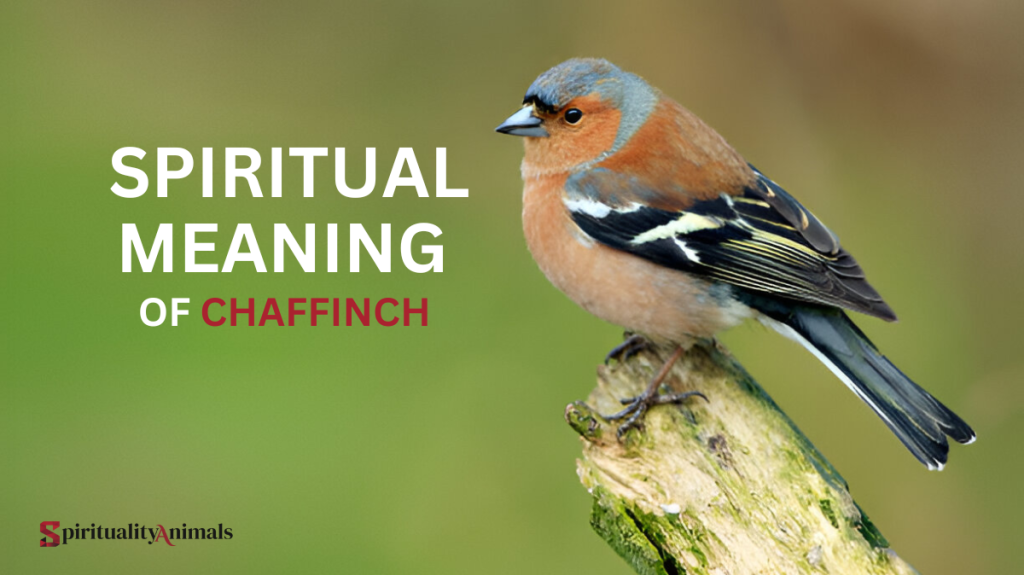 Spiritual Meaning of Chaffinch