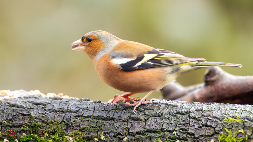 Spiritual Meaning of Chaffinch