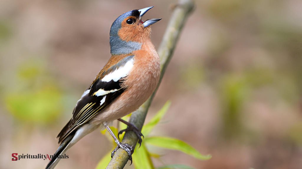 Spiritual Meaning of Chaffinch
