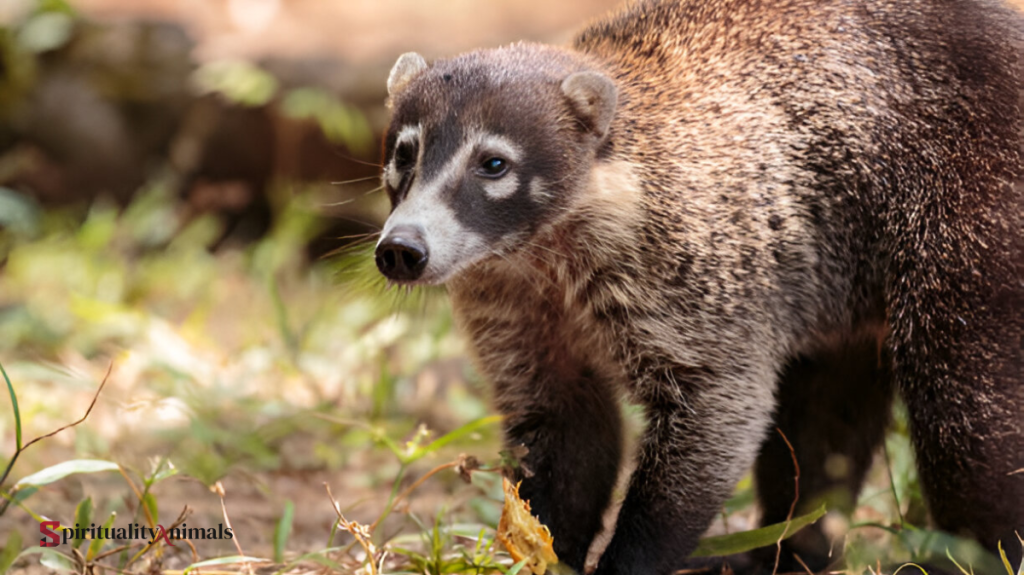 Spiritual Meaning of Civet