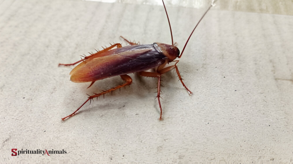 Spiritual Meaning of Cockroach