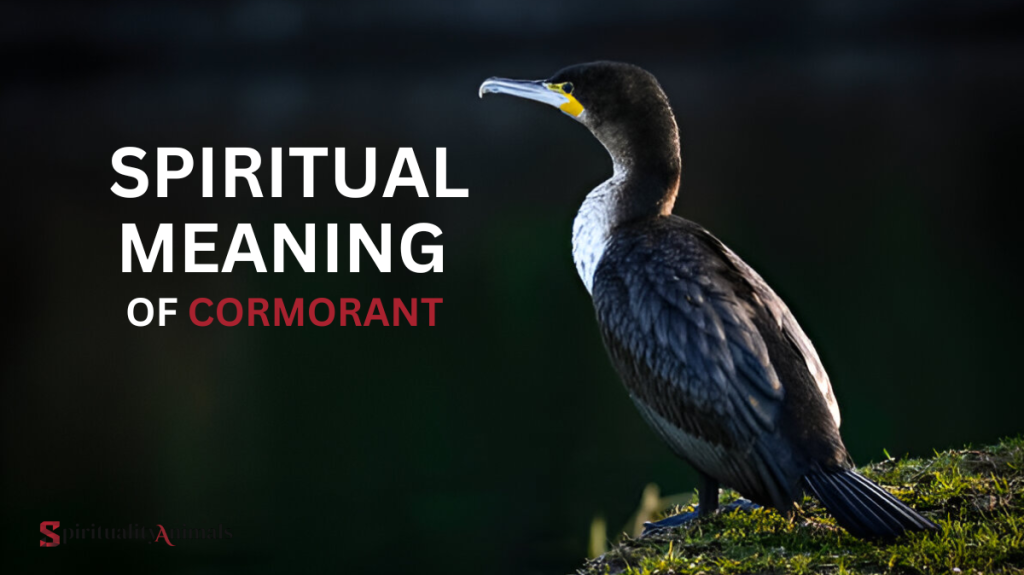 Spiritual Meaning of Cormorant