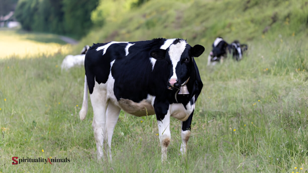 Spiritual Meaning of Cow