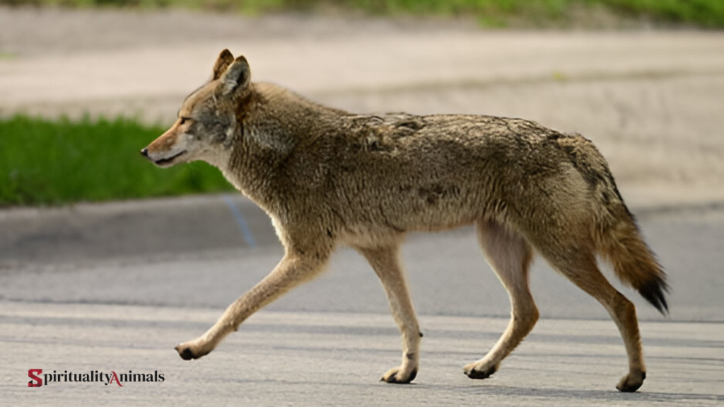 Spiritual Meaning of Coyote