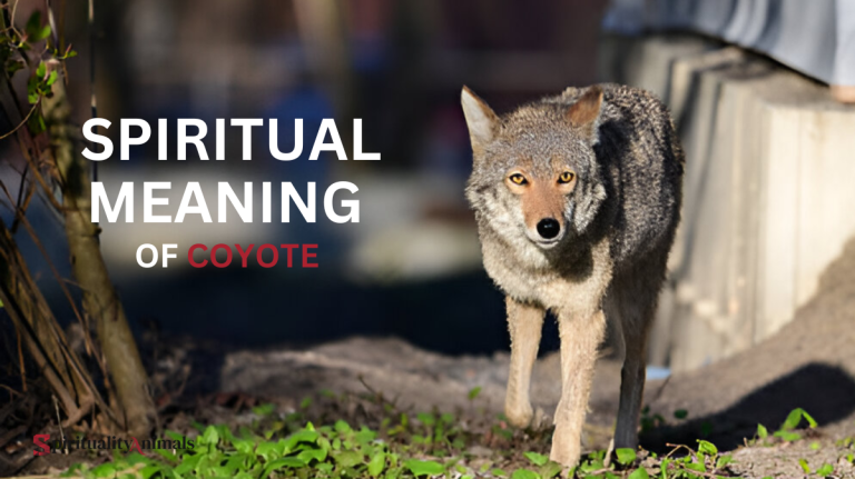 Spiritual Meaning of Coyote