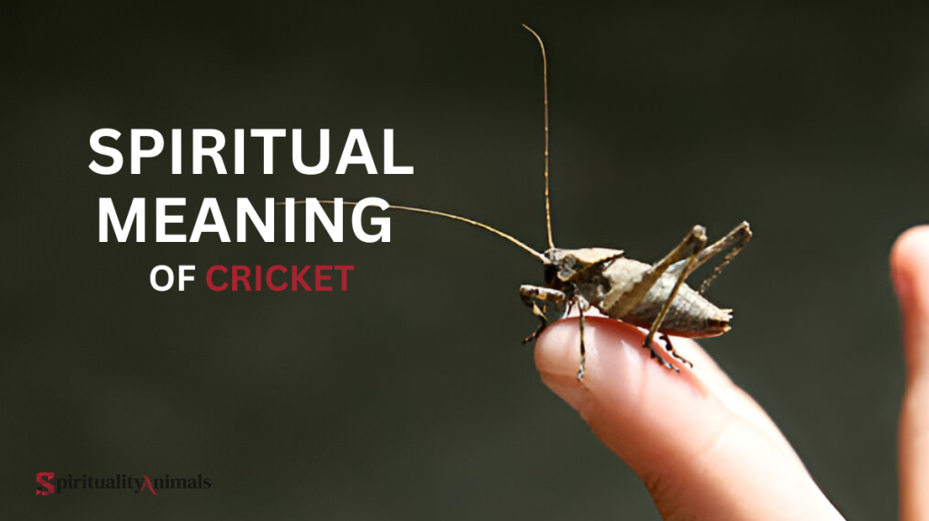 Spiritual Meaning of Cricket