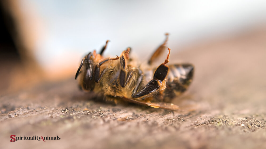 Spiritual Meaning of Dead Bee