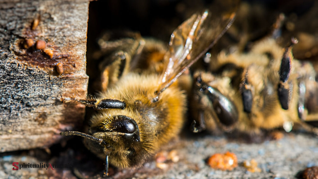 Spiritual Meaning of Dead Bee