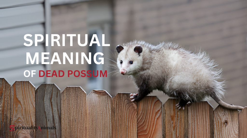 Spiritual Meaning of Dead Possum