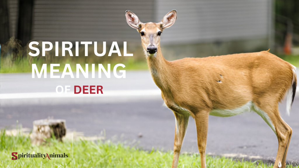 Spiritual Meaning of Deer