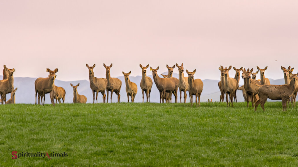 Spiritual Meaning of Deer