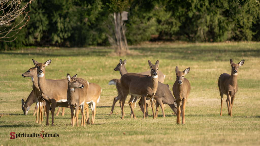 Spiritual Meaning of Deer