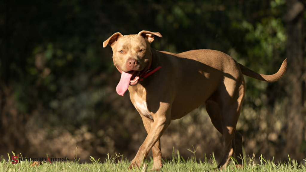 Spiritual Meaning of Dog