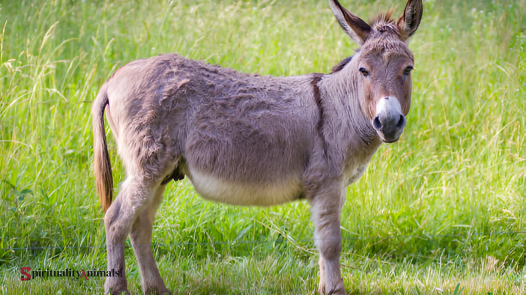 Spiritual Meaning of Donkey