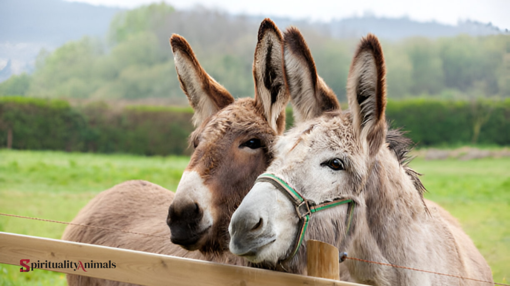 Spiritual Meaning of Donkey