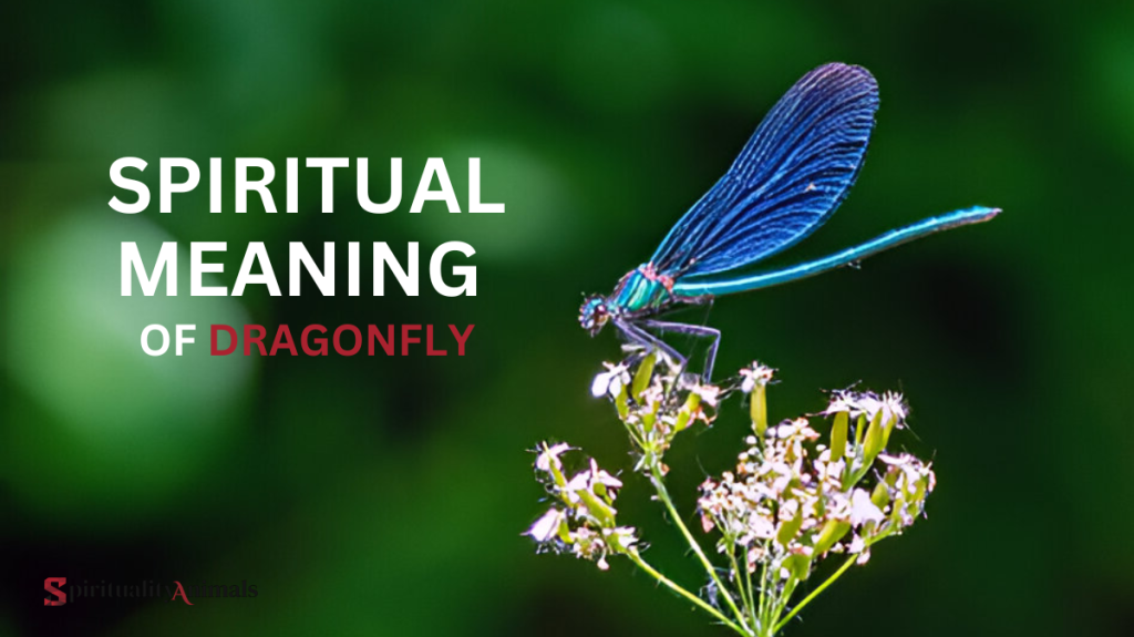 Spiritual Meaning of Dragonfly