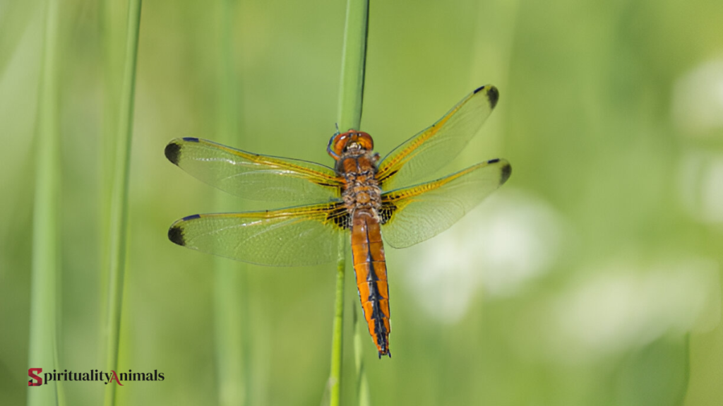 Spiritual Meaning of Dragonfly