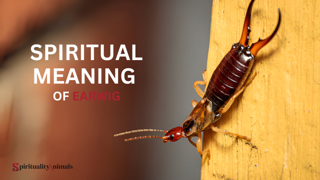 Spiritual Meaning of Earwig
