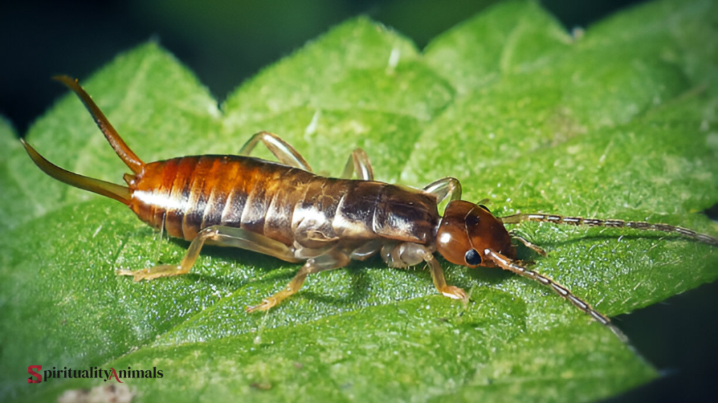 Spiritual Meaning of Earwig
