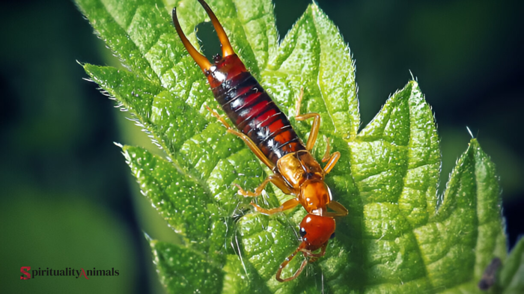 Spiritual Meaning of Earwig