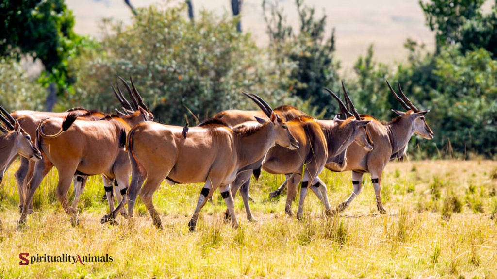 Spiritual Meaning of Eland