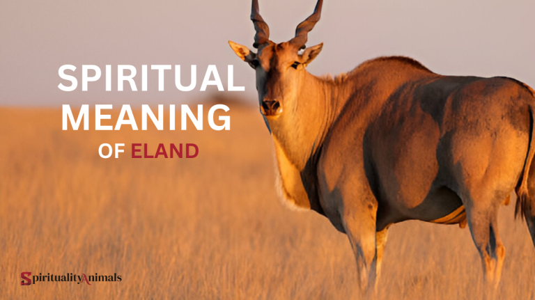 Spiritual Meaning of Eland
