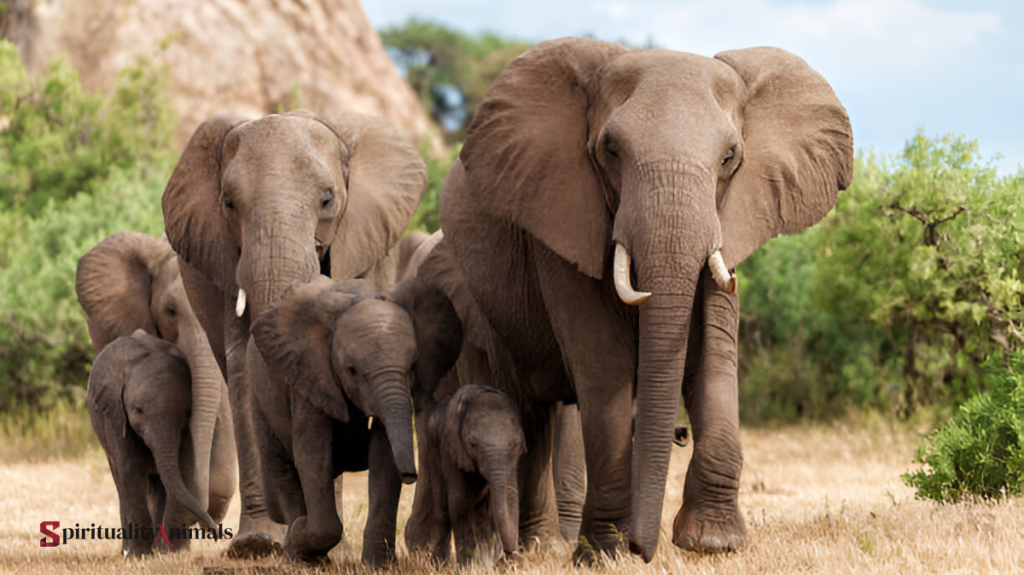 Spiritual Meaning of Elephant