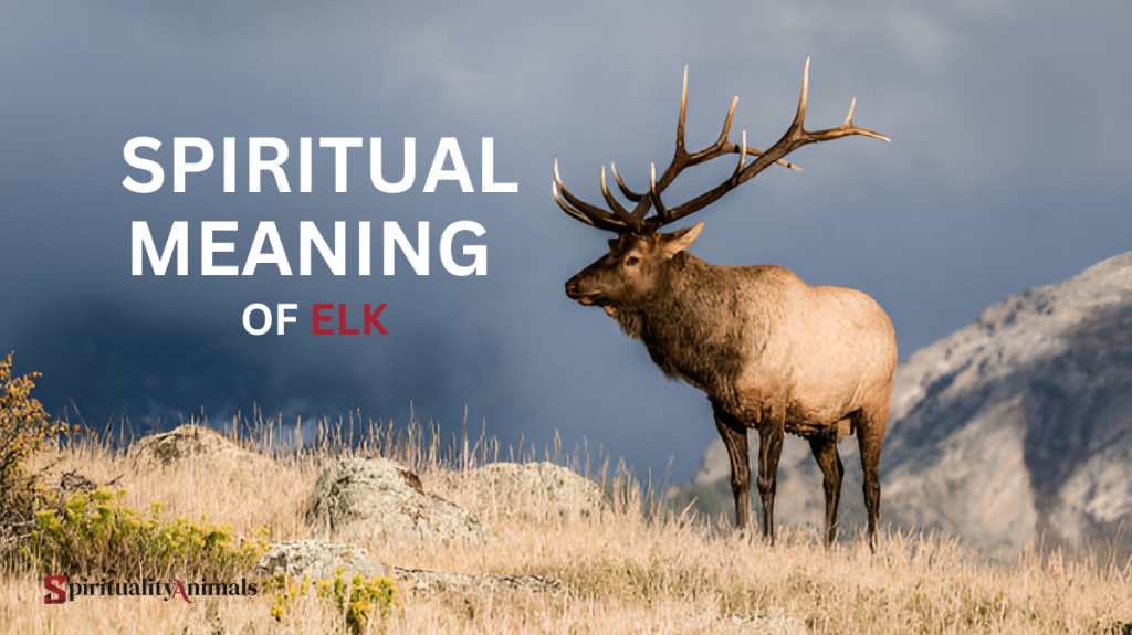 Spiritual Meaning of Elk