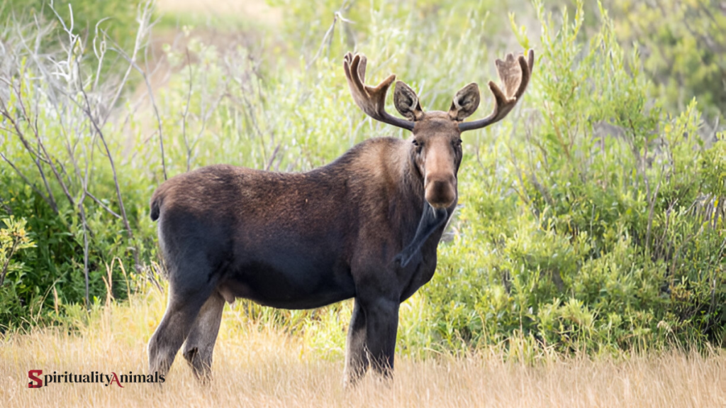 Spiritual Meaning of Elk