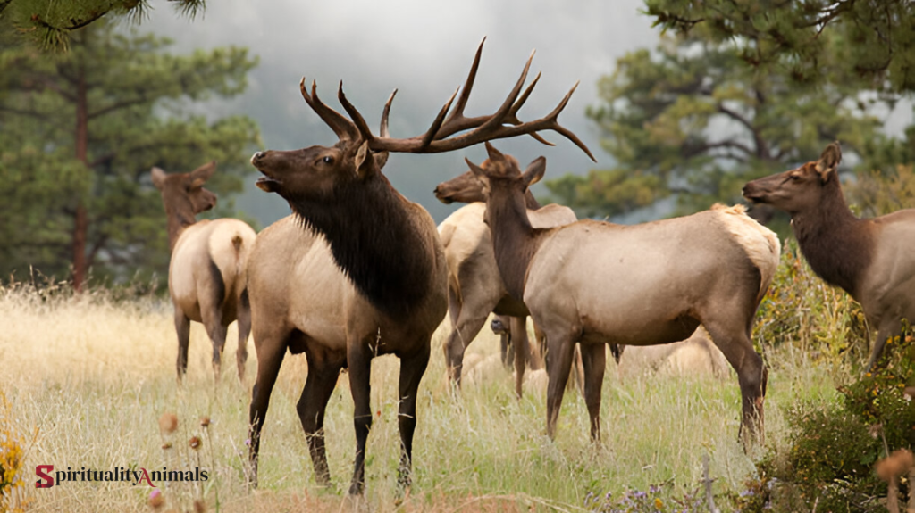 Spiritual Meaning of Elk