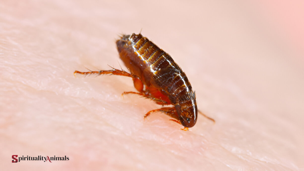 Spiritual Meaning of Flea