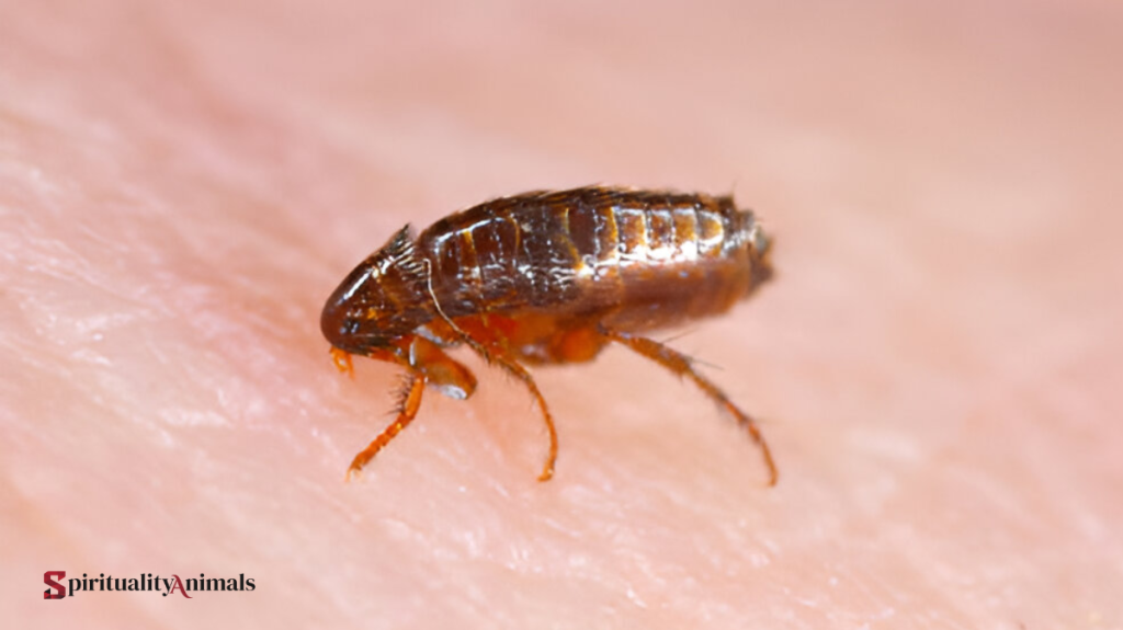 Spiritual Meaning of Flea