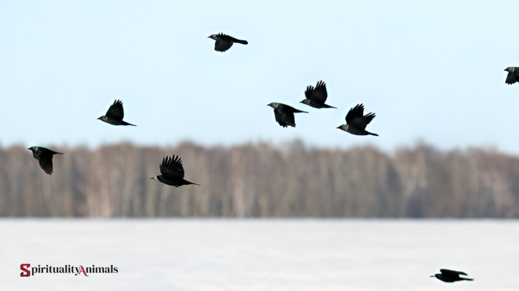 Spiritual Meaning of Flock of Black Birds