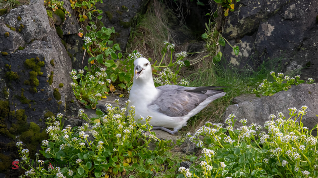 Spiritual Meaning of Fulmar