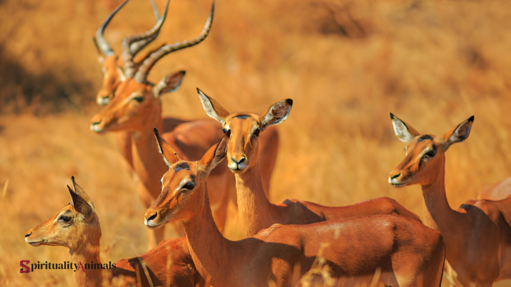 Spiritual Meaning of Gazelle