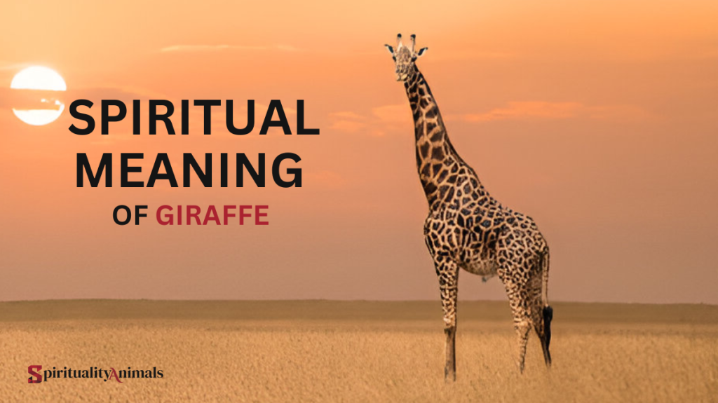 Spiritual Meaning of Giraffe