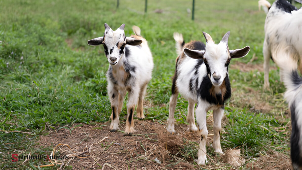 Spiritual Meaning of Goat