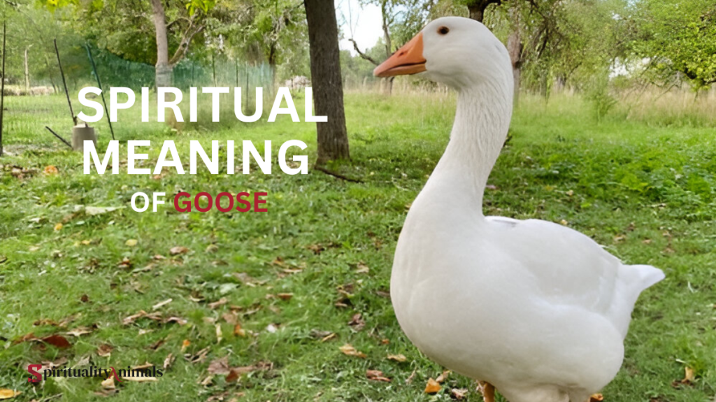 Spiritual Meaning of Goose