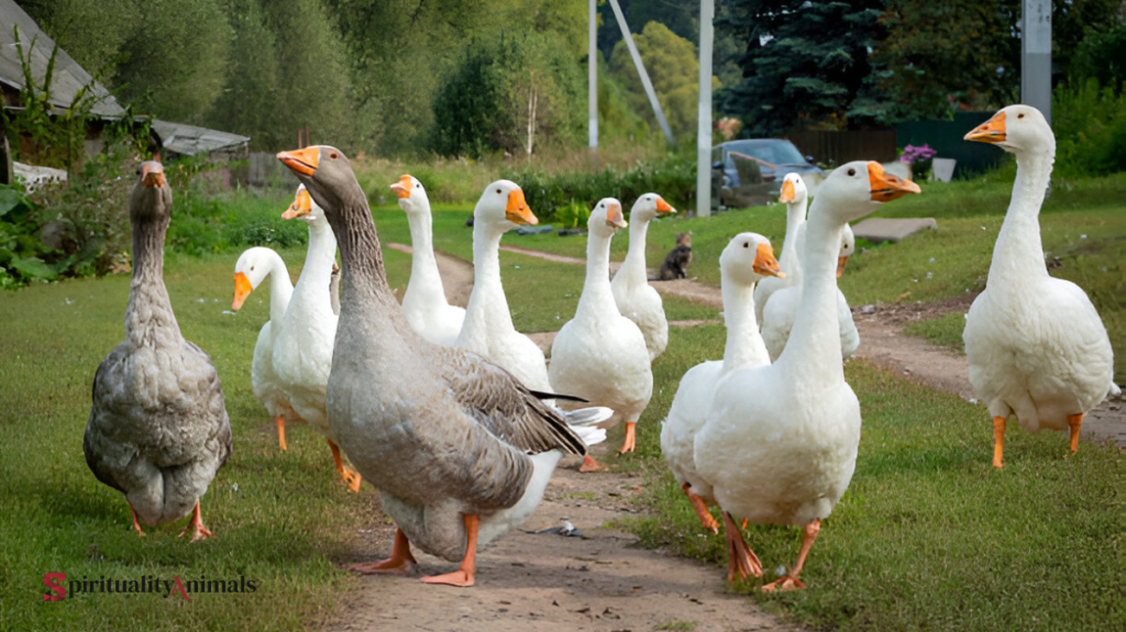 Spiritual Meaning of Goose