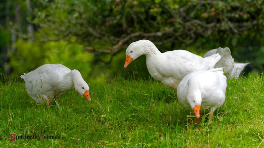 Spiritual Meaning of Goose
