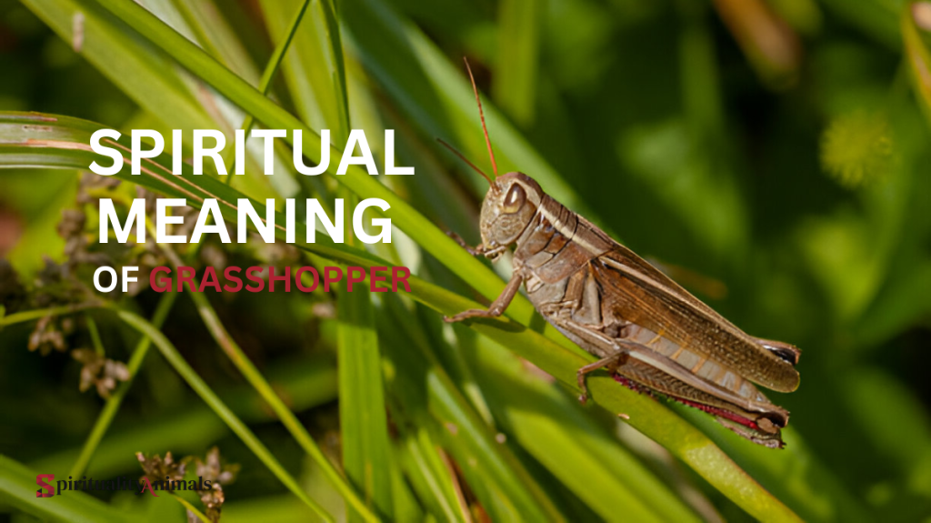 Spiritual Meaning of Grasshopper