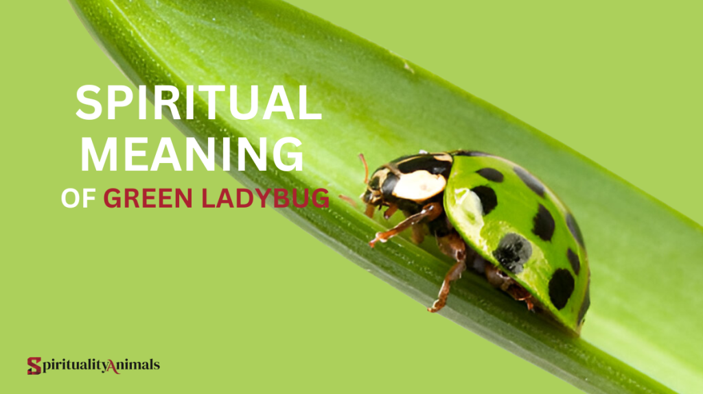 Spiritual Meaning of Green Ladybug