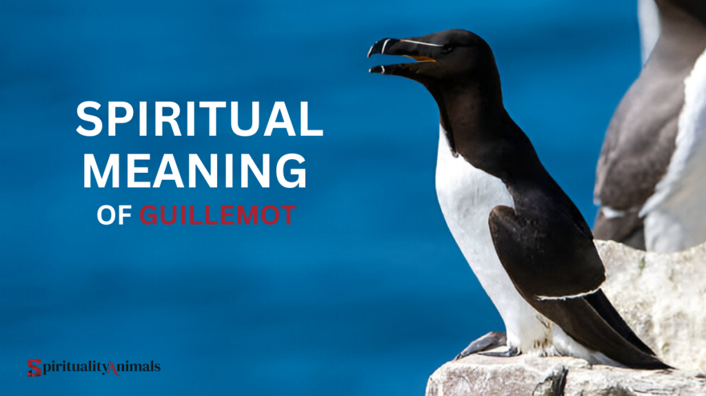 Spiritual Meaning of Guillemot