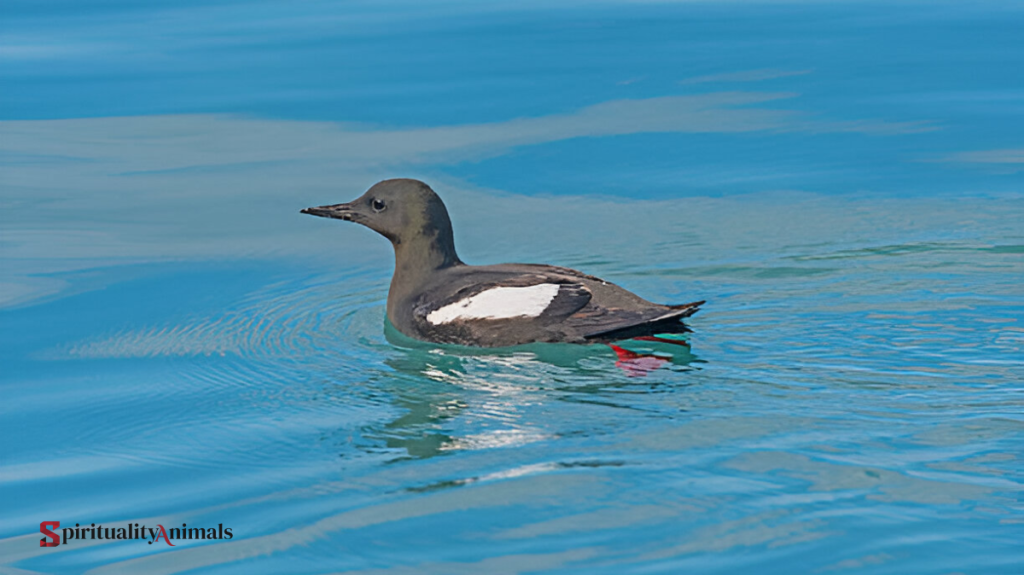 Spiritual Meaning of Guillemot