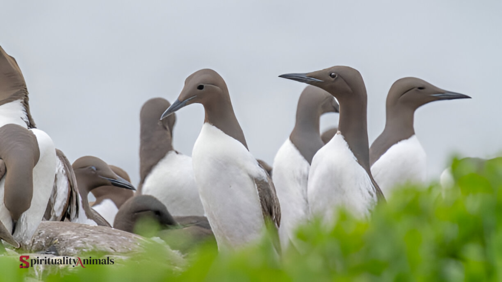 Spiritual Meaning of Guillemot