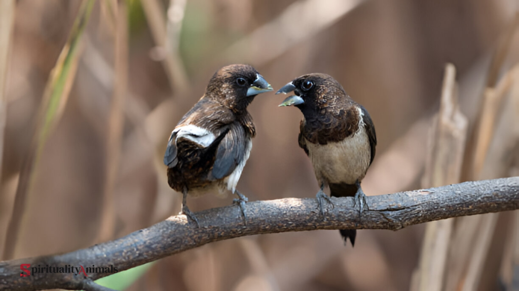 Spiritual Meaning of Hearing Birds Chirping in the Morning