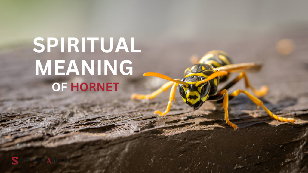 Spiritual Meaning of Hornet